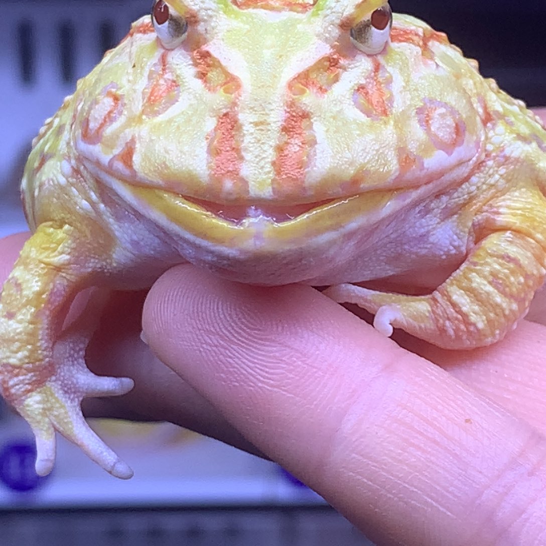 角蛙烈焰黄金角蛙哈哈哈哈