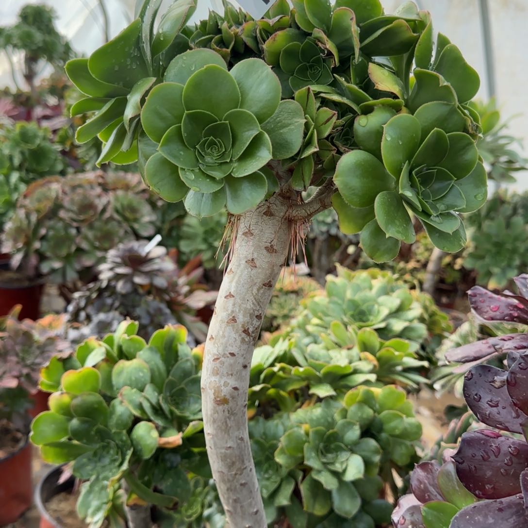 绿玫瑰缀多肉138满28包邮断枝不包