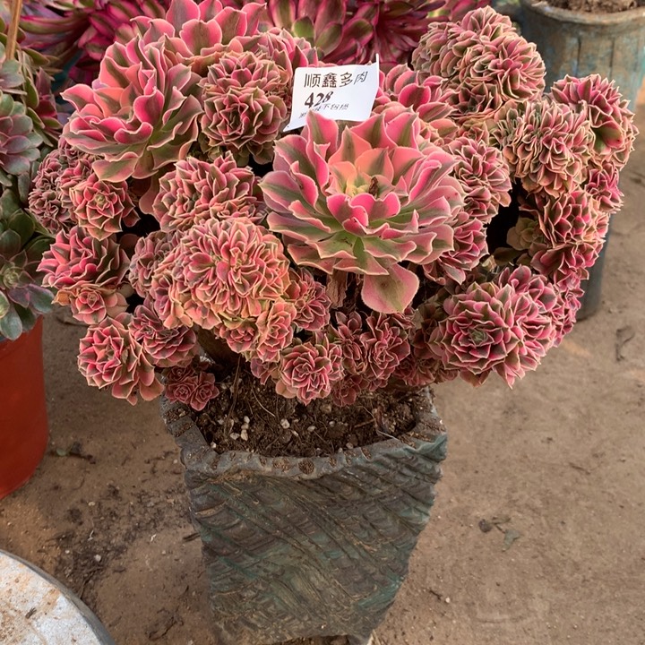 快***子428粉女巫缀多肉植物特价