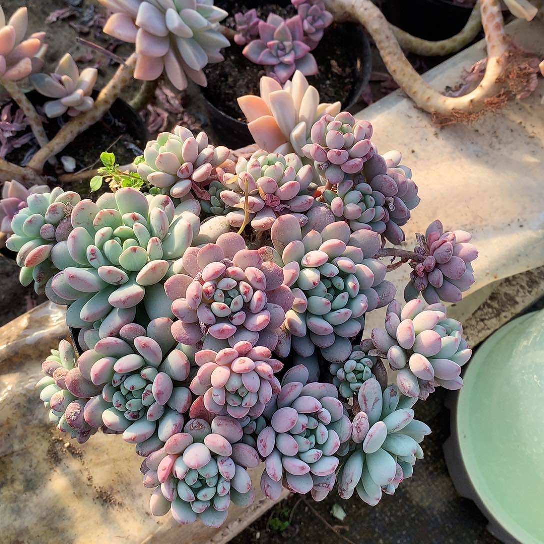 小红蛋多肉一物一拍