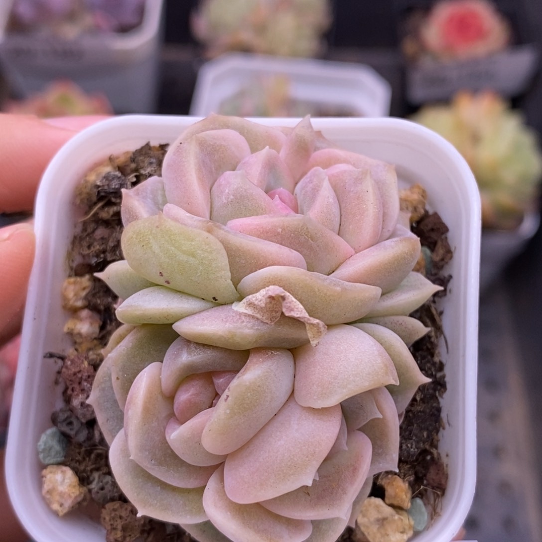 【闪购商品】20-189