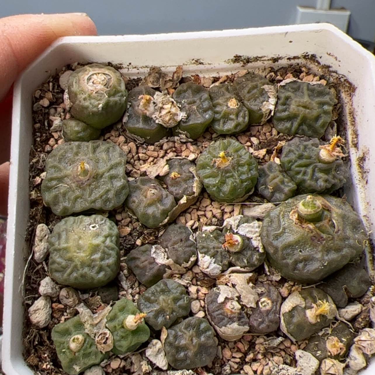 【闪购商品】000000011