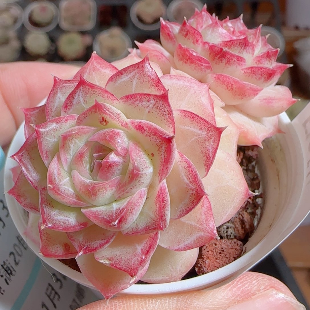 花语多肉0103-234散