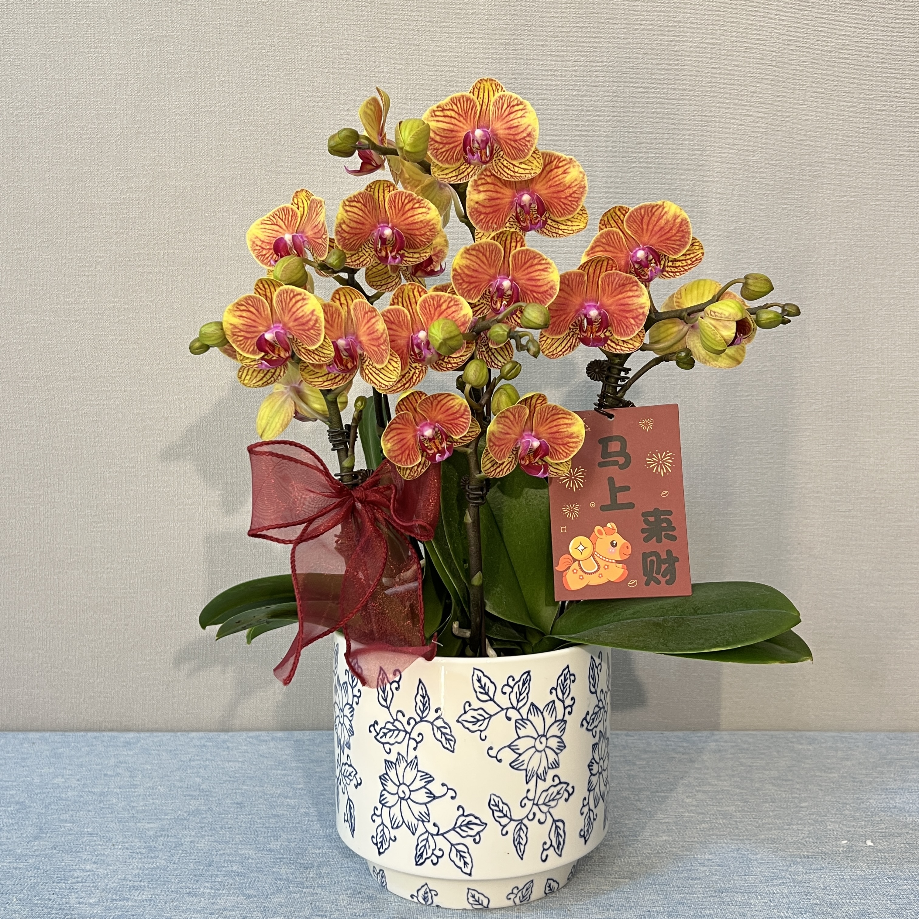[吉利]喜庆橙色系蝴蝶兰  长花期好养耐养 源头基地直发