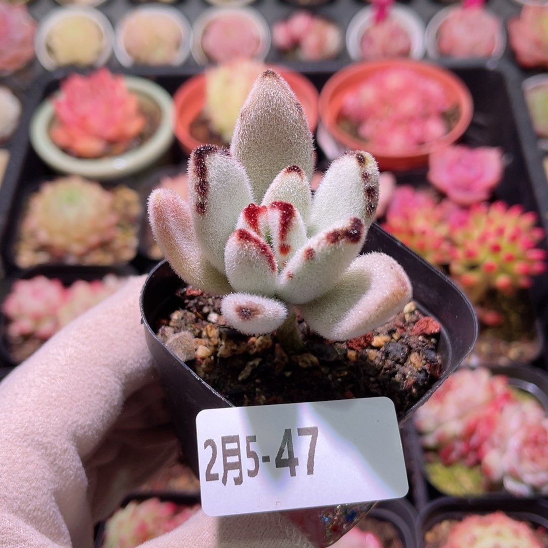 花利美5-47月兔耳