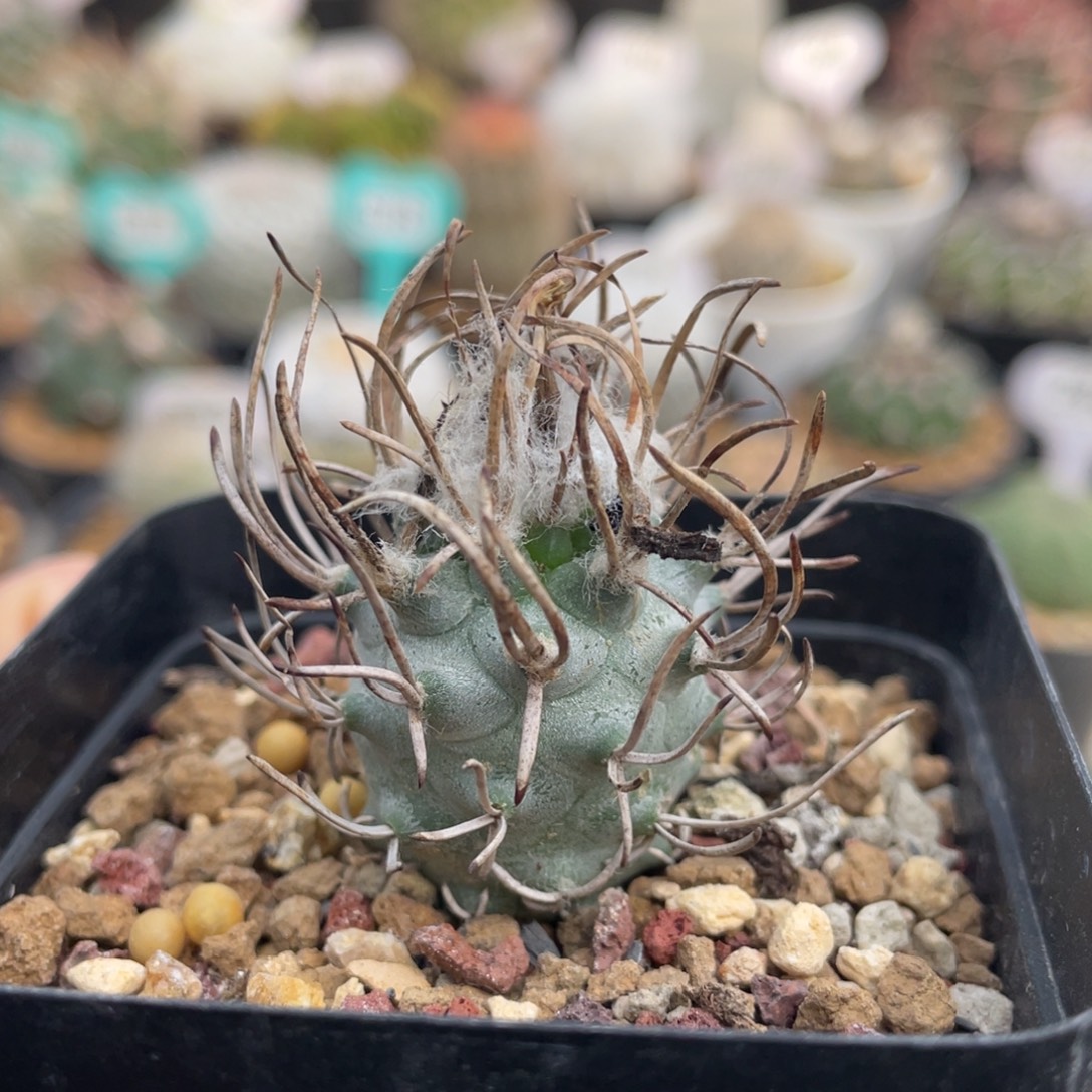 黄龙丸       实生根