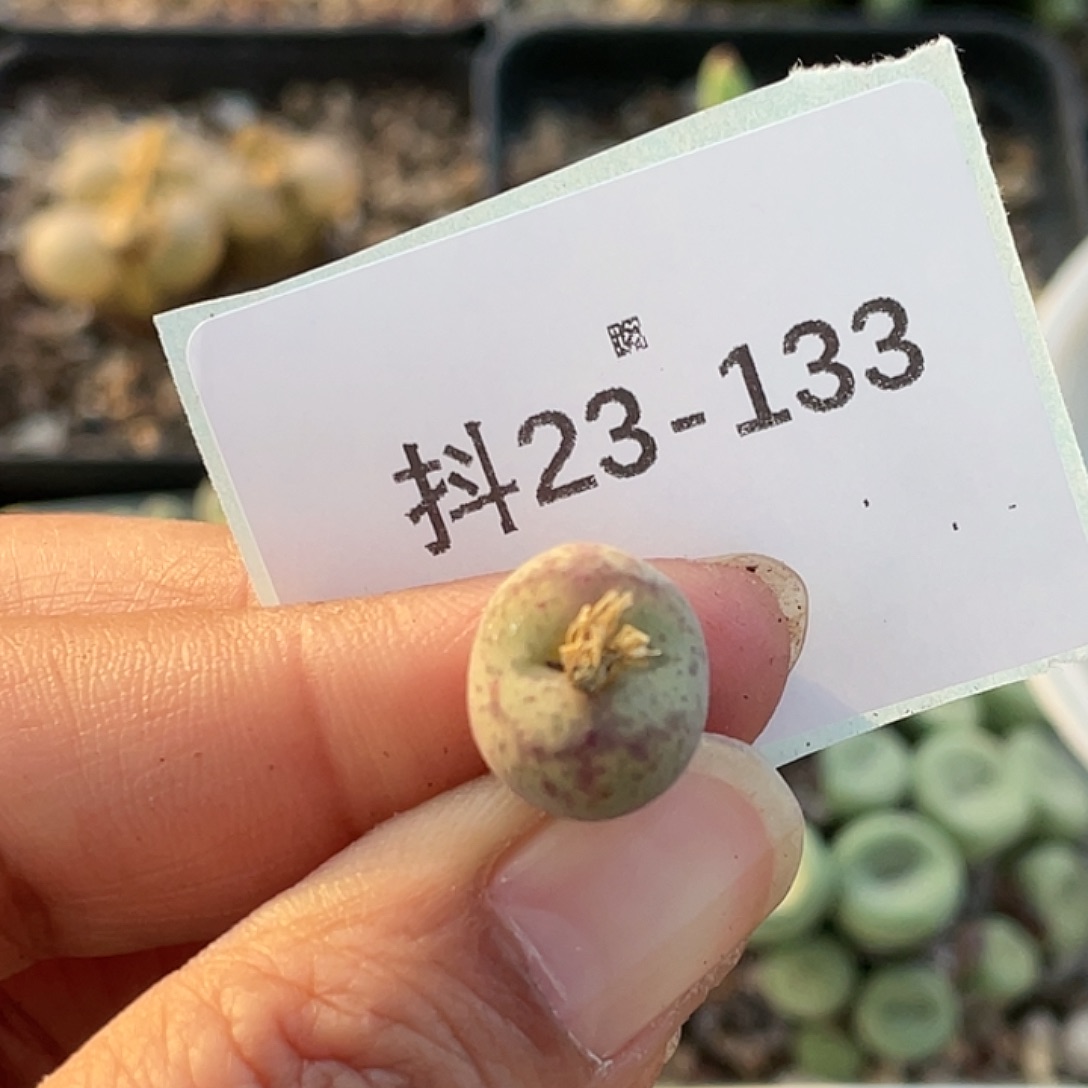 23-133毛杂多肉植物