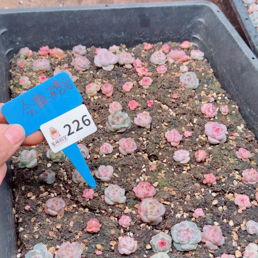 多肉植物多肉植物