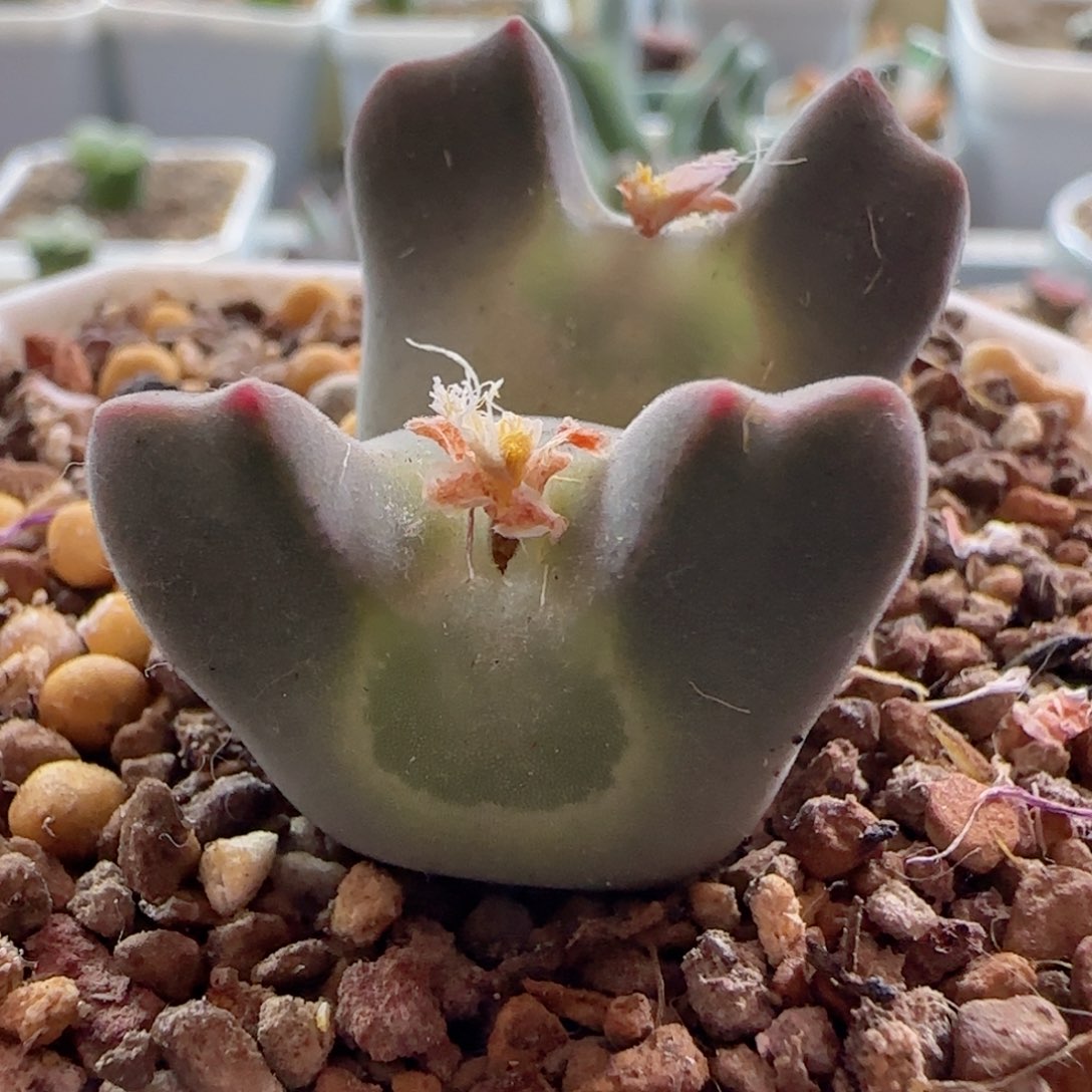 空蝉。  漏。   27。    