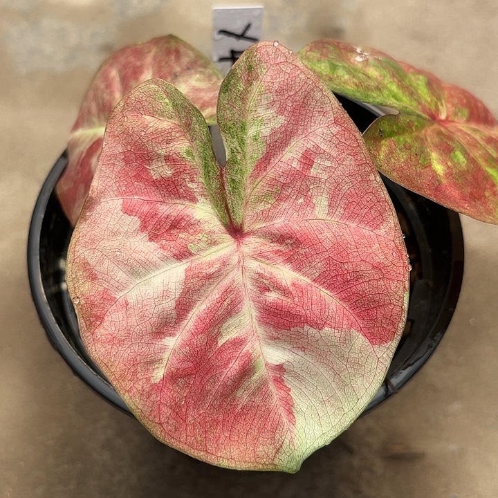 47-0218彩叶芋广东现货