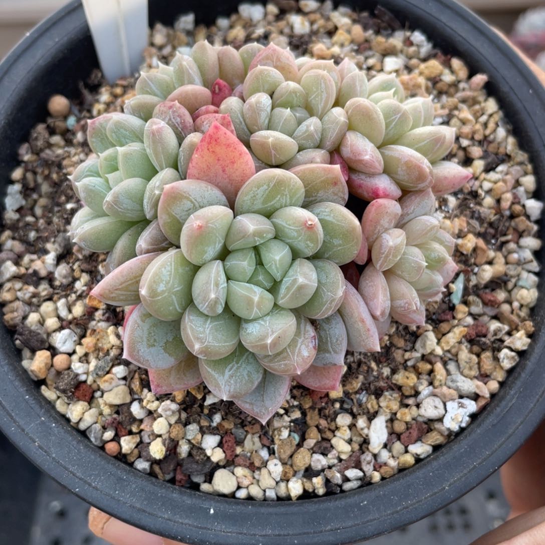 076百达翡翠不带盆7厘米