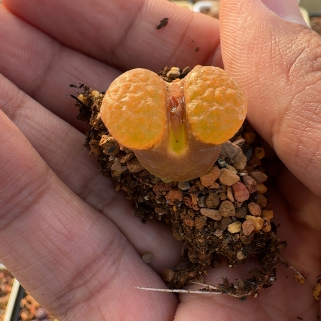 用***4云缦精品番杏31.41