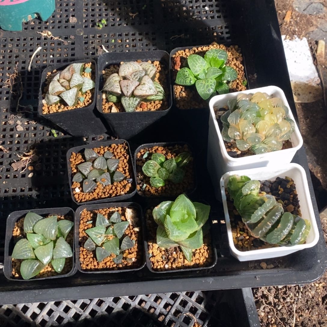 繁***点540 十棵一起 超级福利