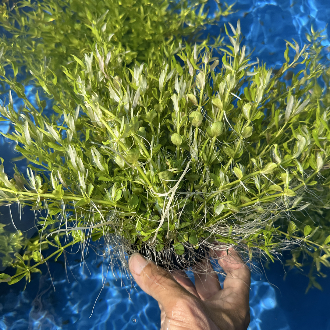 【稀有】中前景绿宫廷坨草，新手养殖，入缸成景