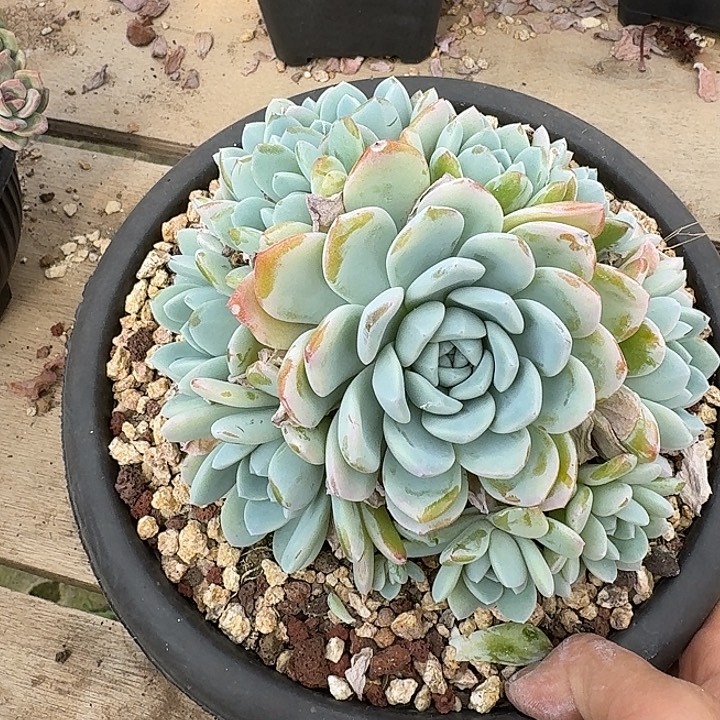 玉蝴蝶多肉植物的生长