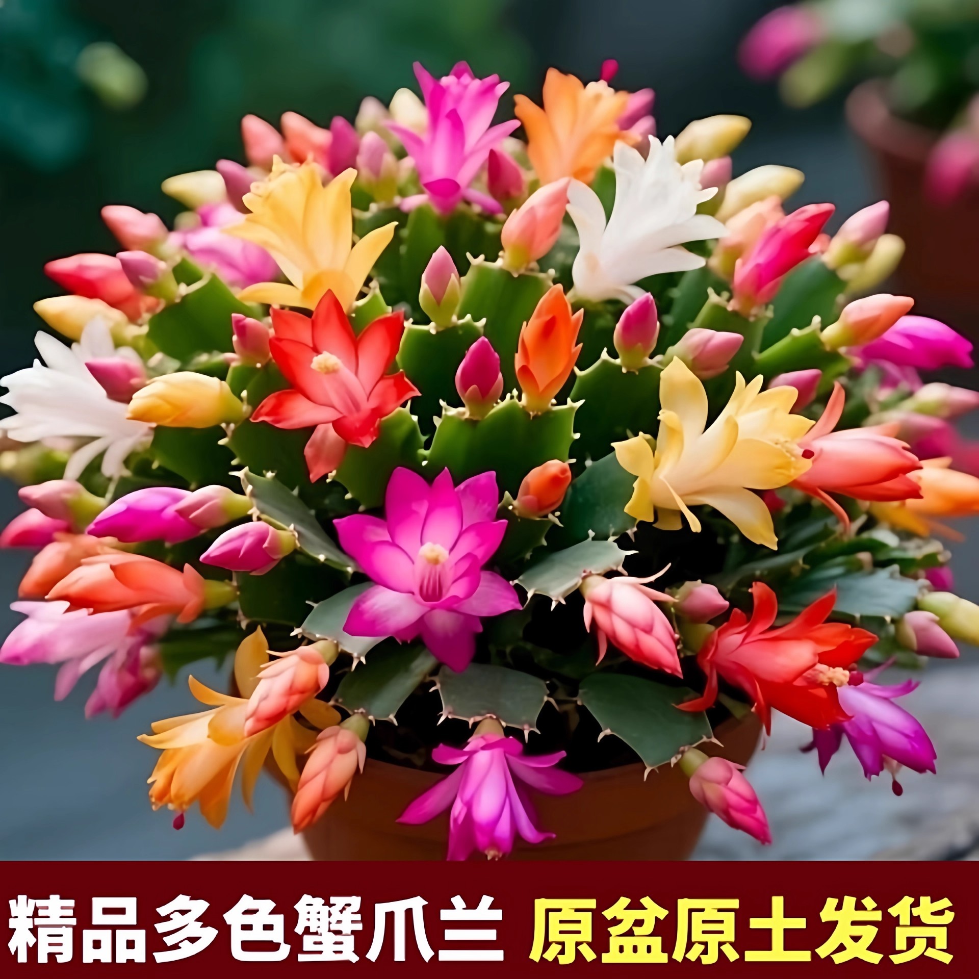 【原盆原土】多色重瓣蟹爪兰盆栽带花苞四季花室内阳台绿植年宵花
