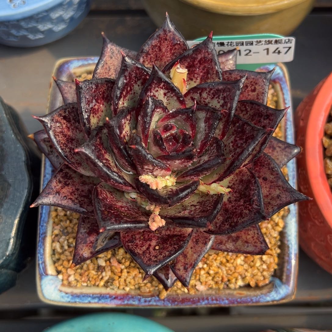 从前慢多肉精选编号0212.147