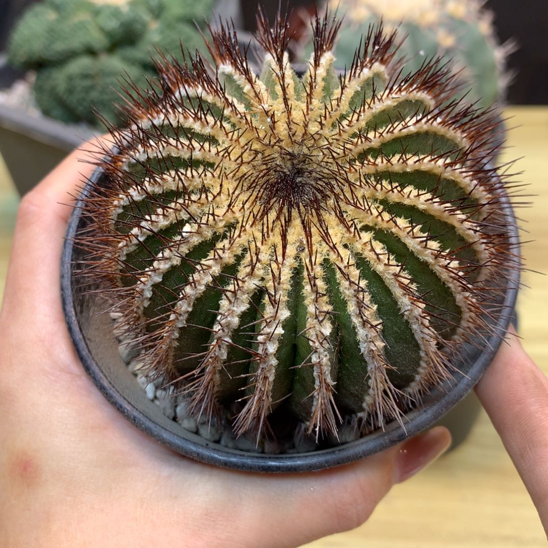 娜***活    11号  有根密尤 优博球整体9公分 木心