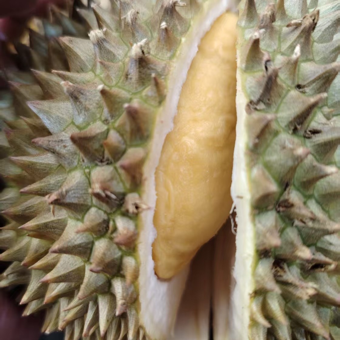 小 鲜榴莲  金枕 25.8/斤/核小金枕泰国