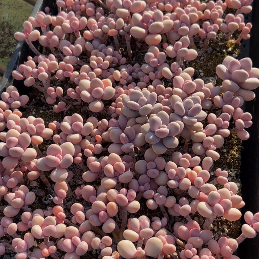 425大热的小伙伴都在用