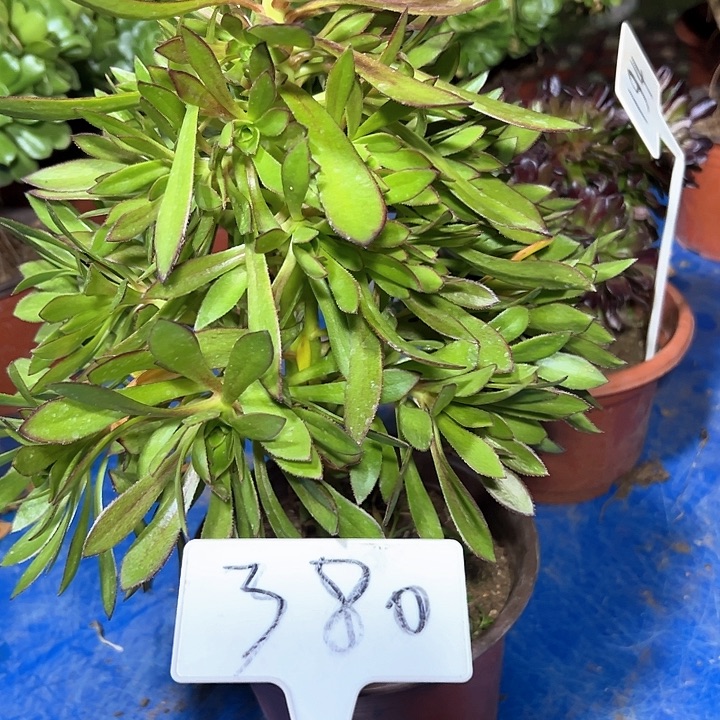 多肉植物黑法师法师