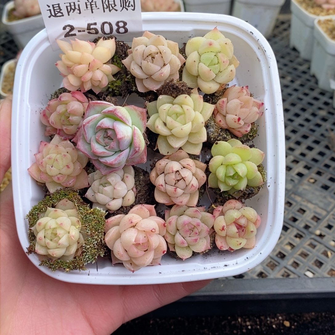 2-508 新疆西藏内蒙不发其他12.8包邮两到三公分多肉