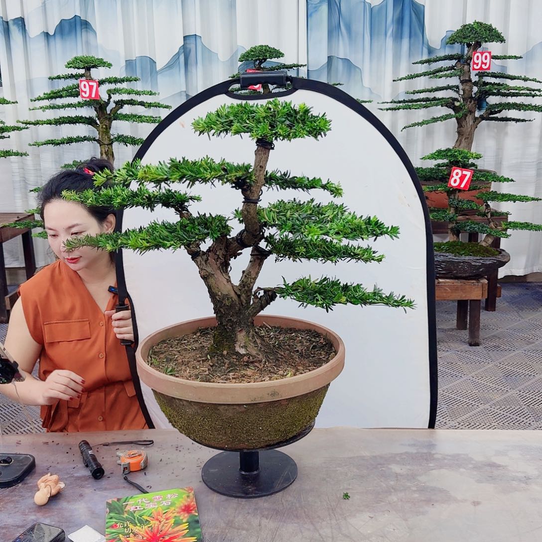 无花朵罗汉松一物一拍888