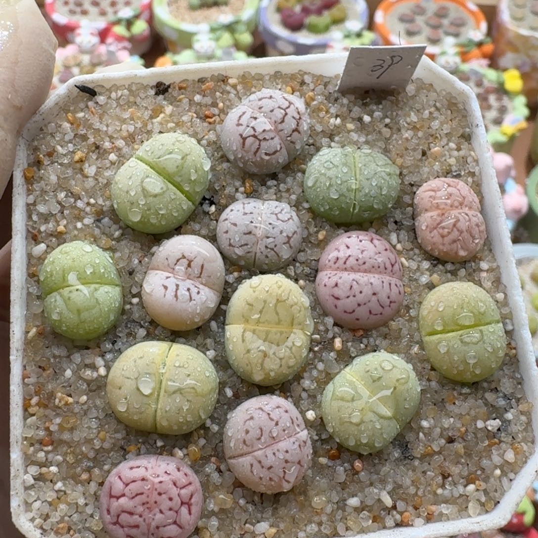 1222-043灵耀玉彩套