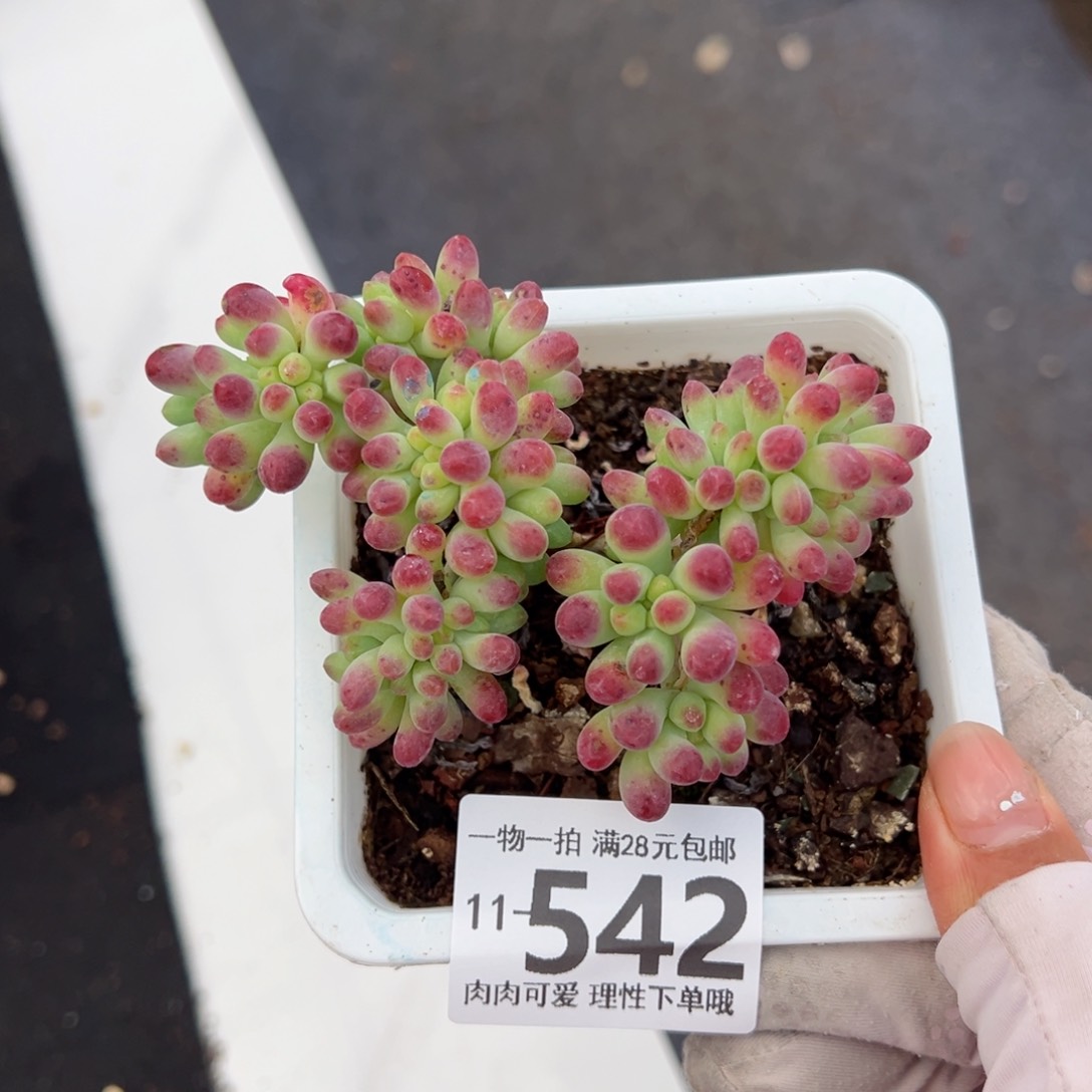 果冻乙女心多肉多肉多肉多肉