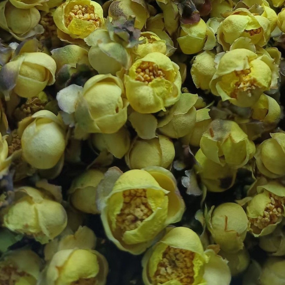 稀有优质小叶金花茶
