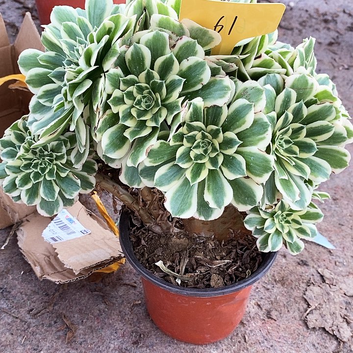 61 一颗迈巴赫zhuihua法师