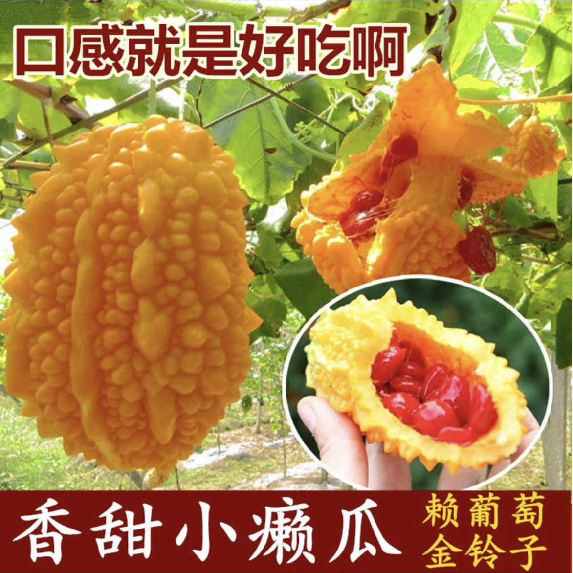 【金癞瓜种子】家庭阳台小院花盆四季可种盆栽地栽