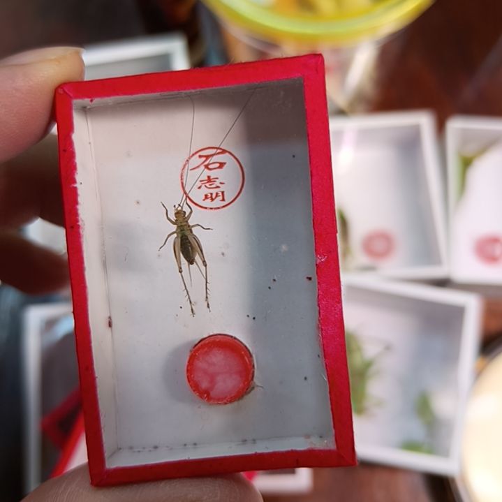 金***蝉哈哈哈哈哈哈哈哈哈哈