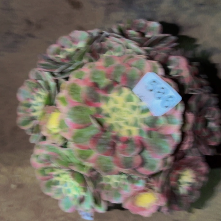 586火龙果多肉植物不售后