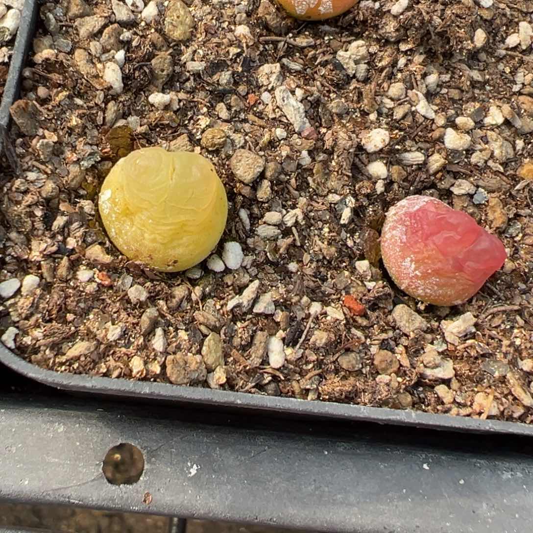24-17量拍拉登一颗
