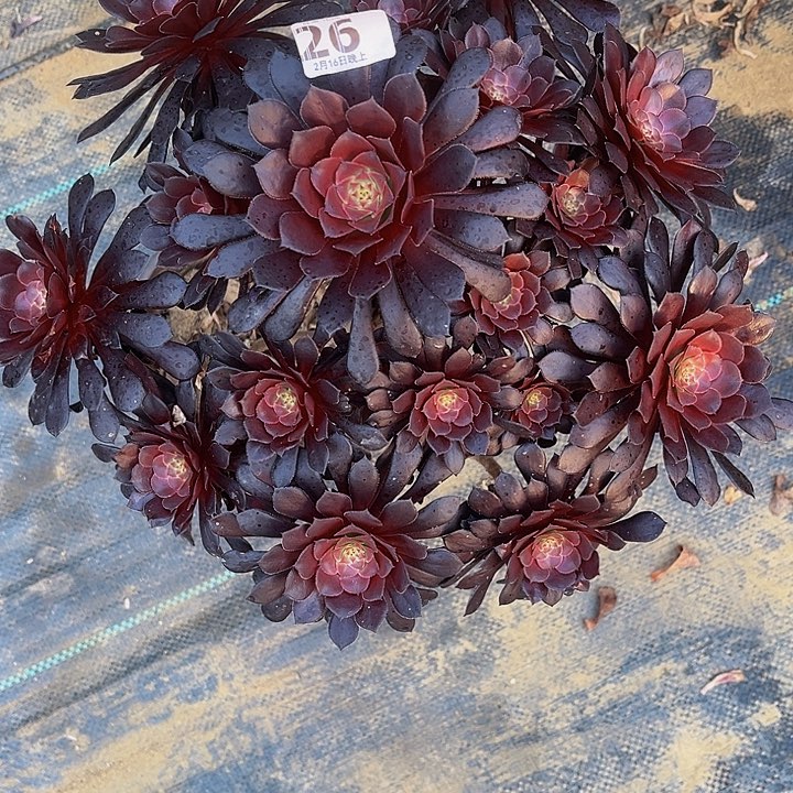 黑同法师法师266666