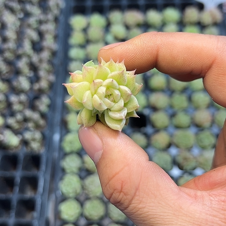 蝴蝶麦秆 满10颗包邮