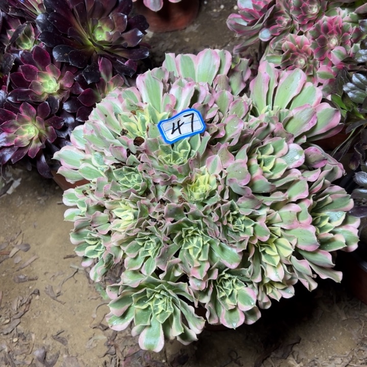 多肉植物多肉植物断枝不包47