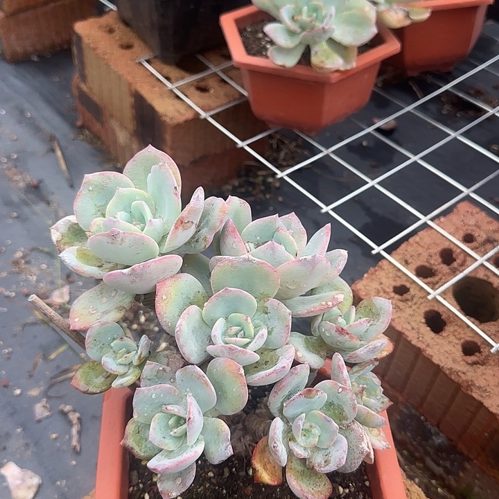 s****t874血凤脱土发货不退不换