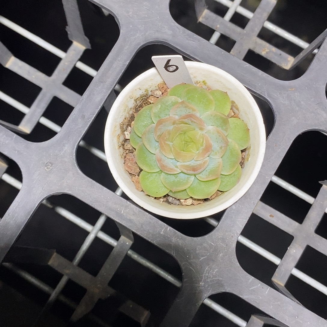 冷***)无尽灯6多肉植物哈哈