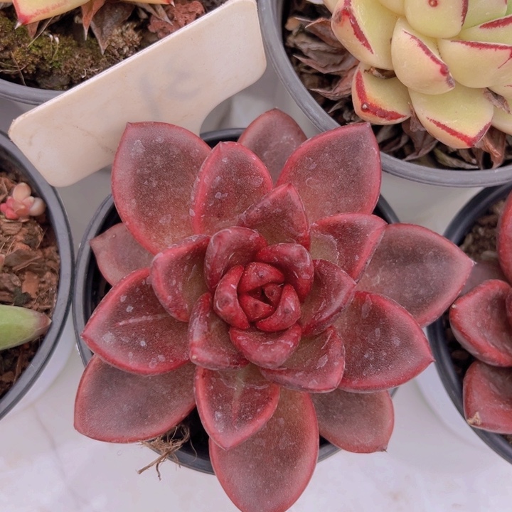 ，健健康康平平安安