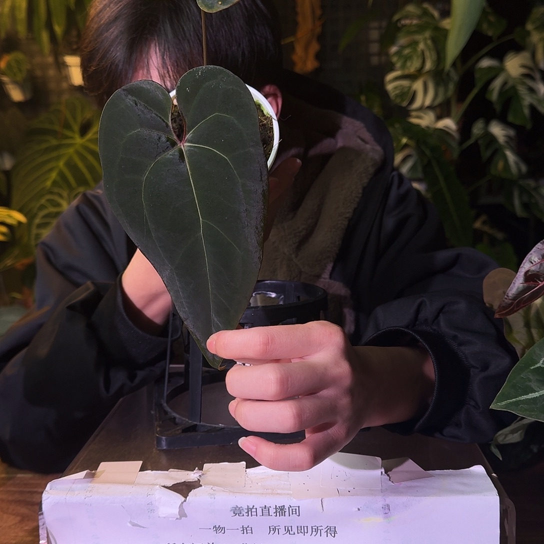 不开花植物G576波特紫杂小羊皮