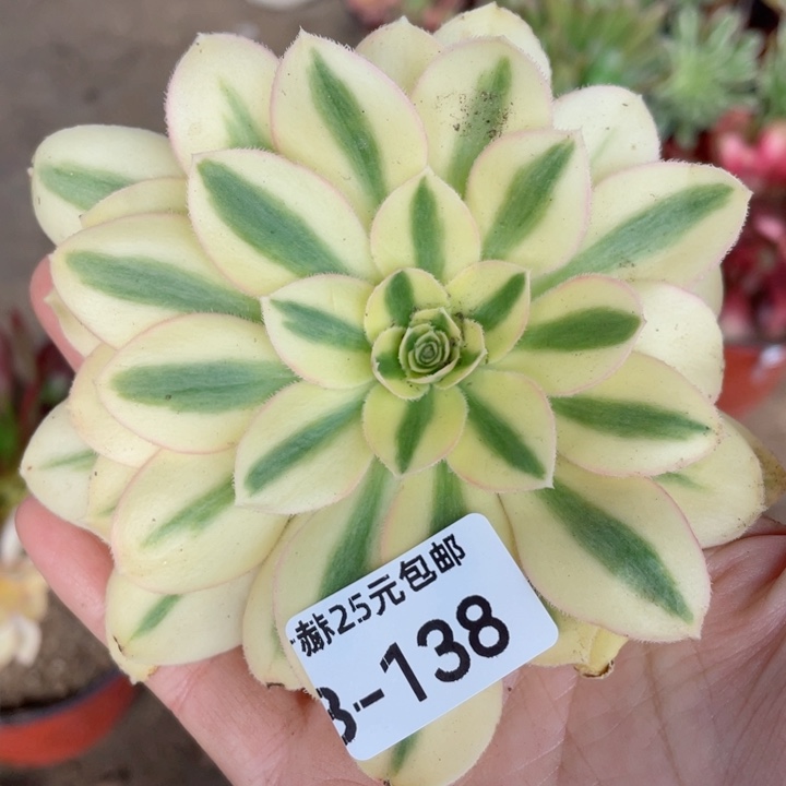 138绿珀多肉12345678