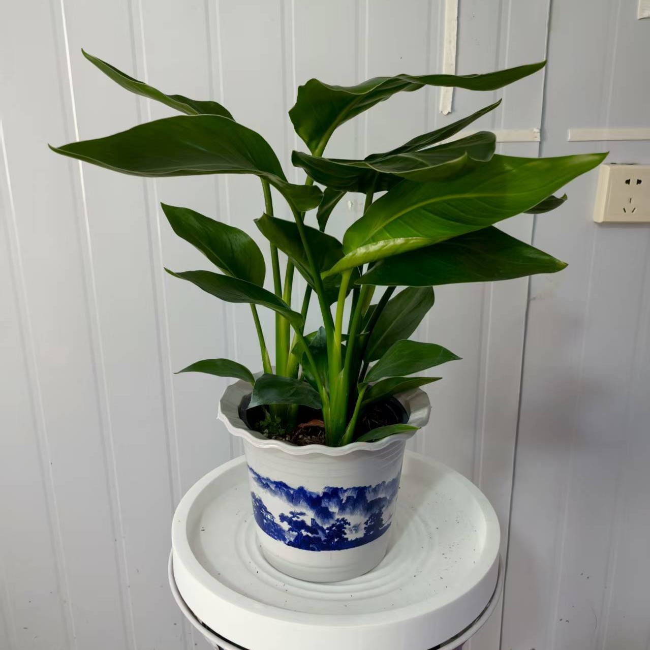 室内好养易活的天堂鸟绿植可土培水培适合桌面办公室摆放