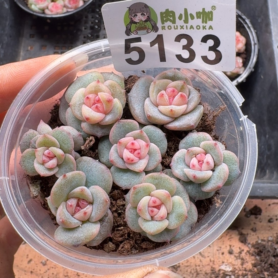 多肉植物多肉植物