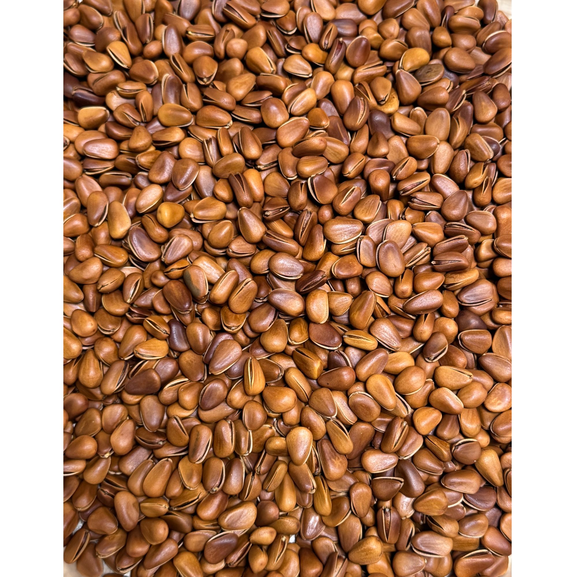 开口超大松子新货