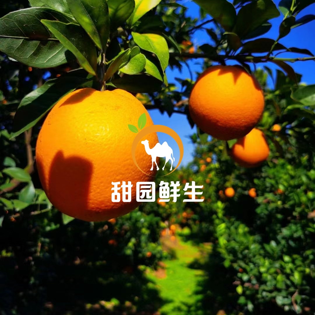 20斤装-【正宗赣南脐橙】推荐家庭装-树上自然熟.当季水果.产地直发