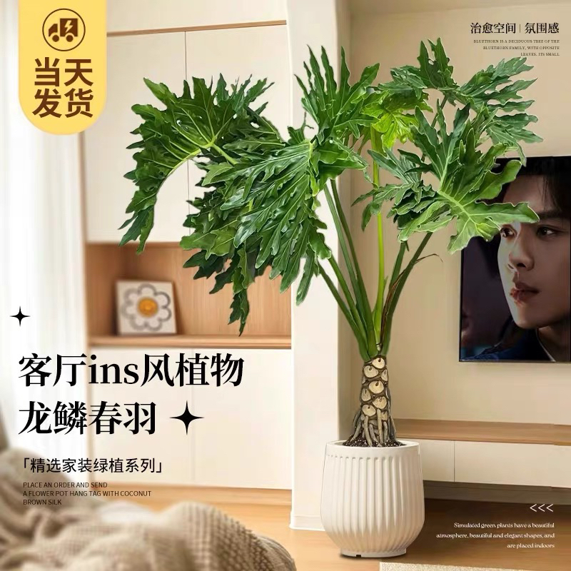 龙鳞春羽老桩室内大型绿植盆栽四季常青懒人植物好养客厅净化空气