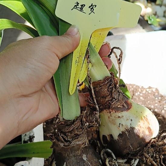 无花朵超级安瑞雅5+发二个