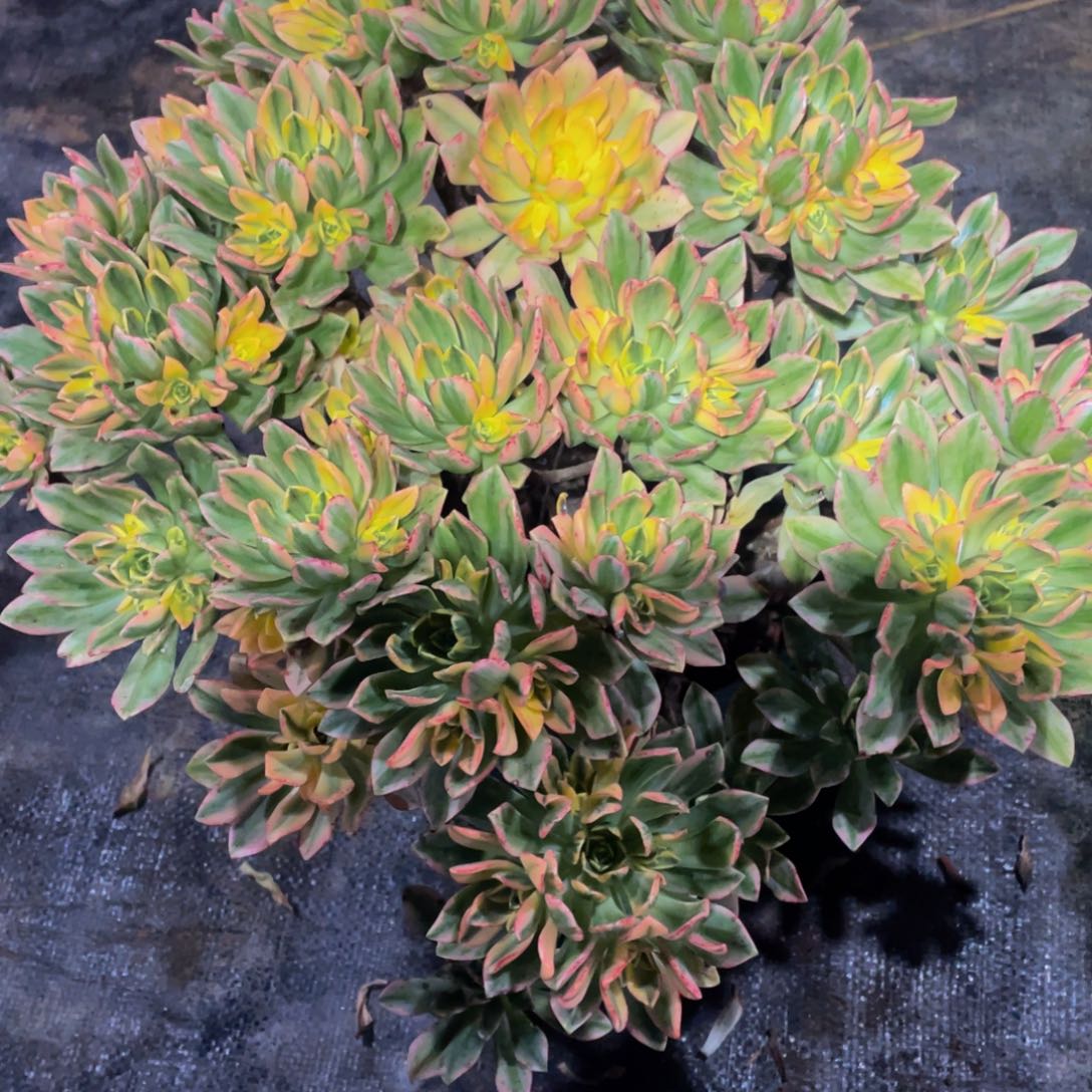 032甜茶111111多肉